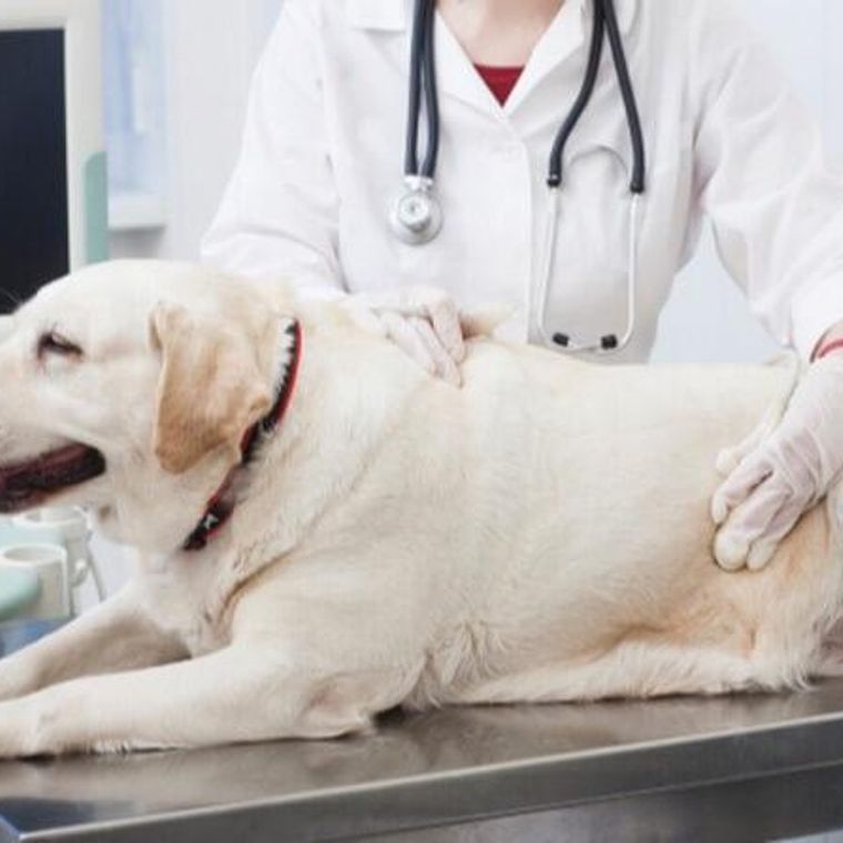 獣医師監修】犬のレントゲン検査で何がわかる？獣医師が撮り方や安全性 